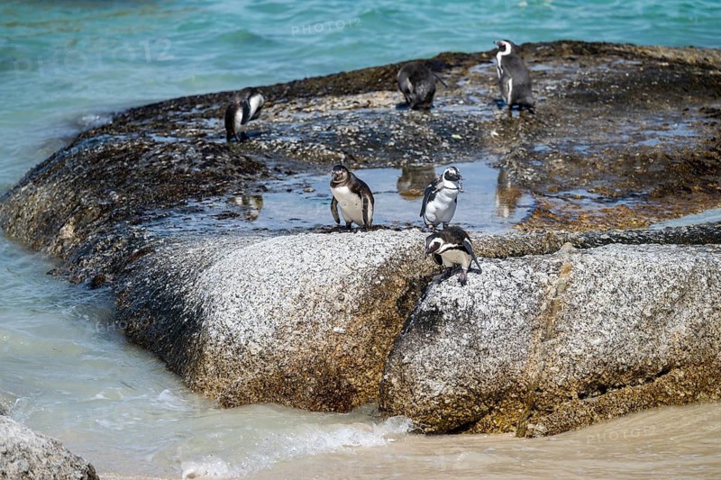 African penguin (Spheniscus demersus), Boulder Beach, Western Cape, Simon's Town, South Africa