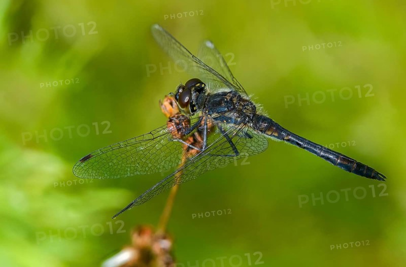 Black Darter, Black Meadowhawk, Black Heidelibel, Sympetrum Danae, Anisoptera, Damselflies, Dragonflies, Insects, Dragonflies, Male, Odonata