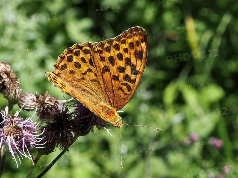 An orange-patterned butterfly, the Emperor (Argynnis paphia), is perched on a flower in the countryside, Hüttchopf, Tösstal, Canton of Zurich, Switzerland