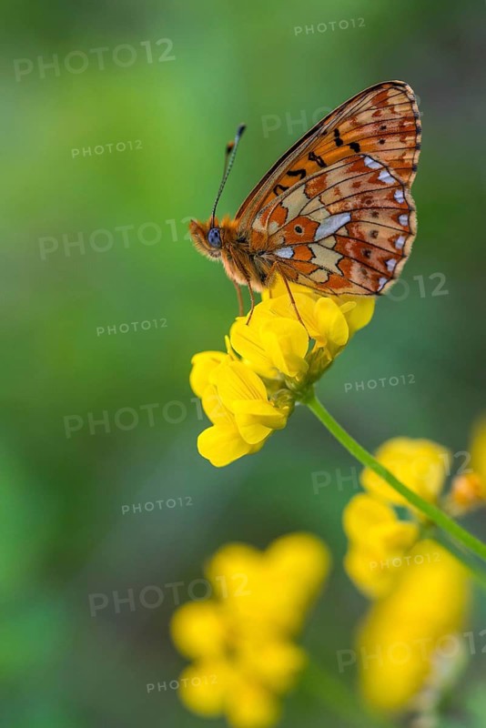 Boloria euphrosyne, clossiana euphrosyne, spring mother-of-pearl butterfly, pearl-bordered fritillary, silver-spotted mother-of-pearl butterfly, butterfly, high size, portrait format, insects, butterfly, butterflies