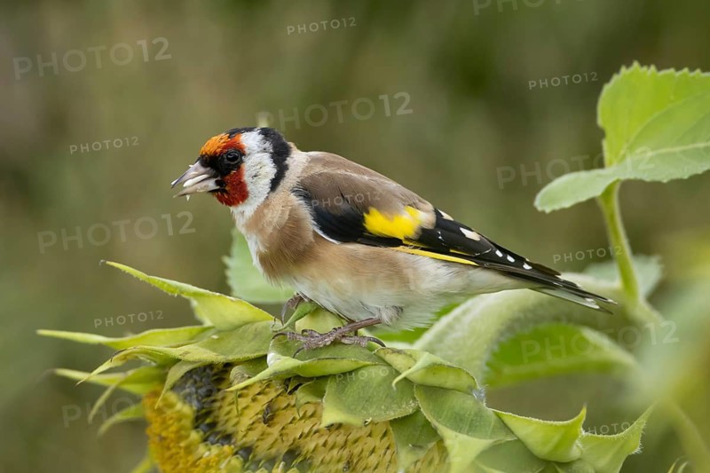 European goldfinch (Carduelis carduelis) adult bird feeding on a Sunflower (Helianthus annuus) seedhead in summer, England, United Kingdom