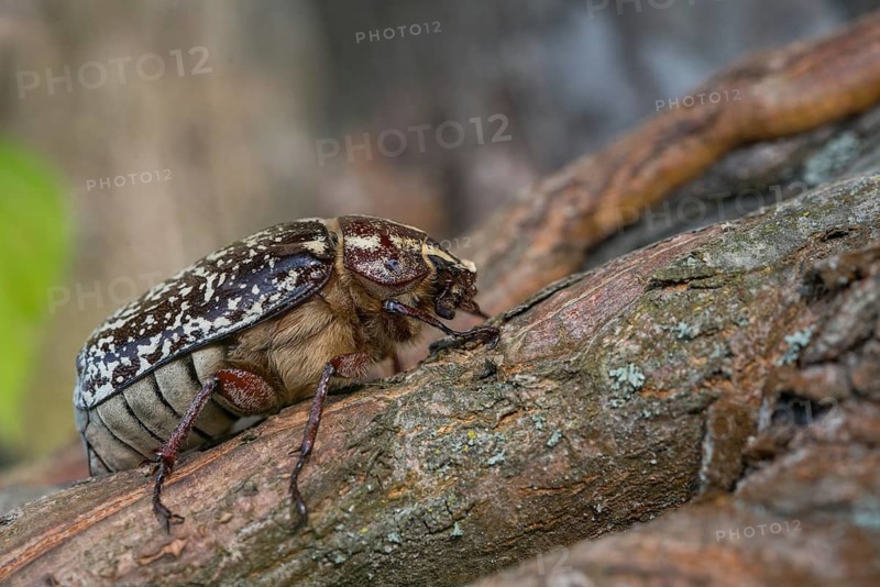 Leaf horn beetle, pine chafer, polyphylla fullo, scarabaeidae, Turkish May beetle, walker, beetle, coleoptera, insects, beetles