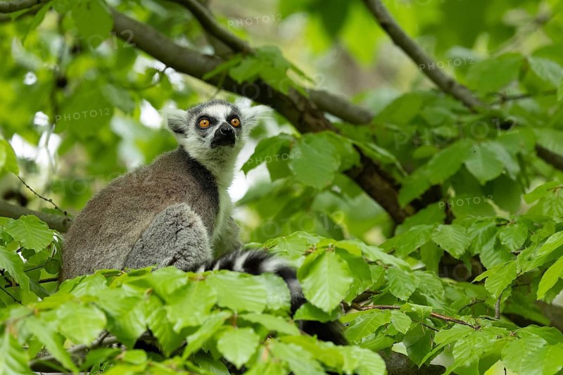A lemur sits alertly on a branch, surrounded by green foliage, a seated ring-tailed lemur (Lemur catta) on a branch against a backdrop of green leaves, in captivity, Apenheul, Netherlands