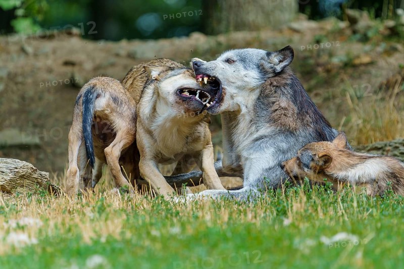 Timberwolf, wolf, American wolf (Canis lupus lycaon), Germany, A lively gathering of wolves as they interact with one another
