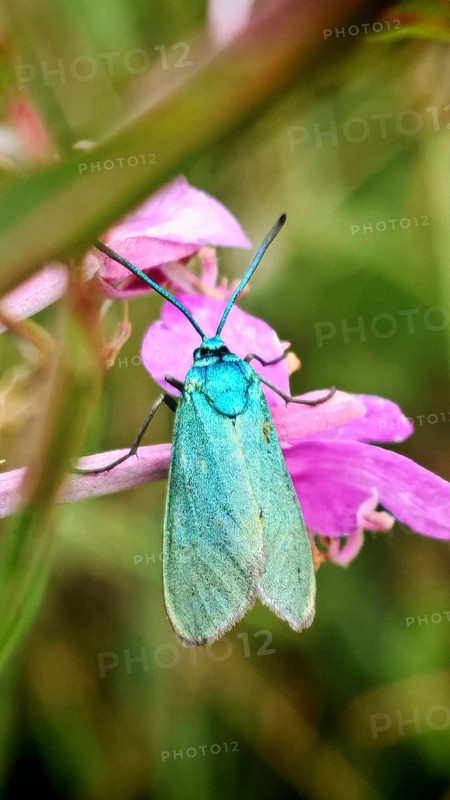 A bright green butterfly, the Statice Green Hairstreak (Adscita statices), is perched on pink flowers, Rennsteig, Thuringian Slate Mountains nature park Park, Upper Saale