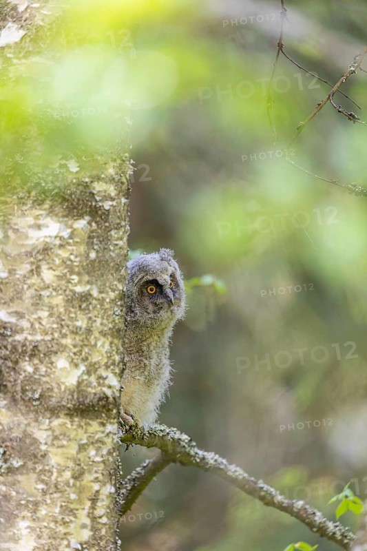 One young long-eared owl (Asio otus), sitting on a branch of a tree. Green vegetation in the background