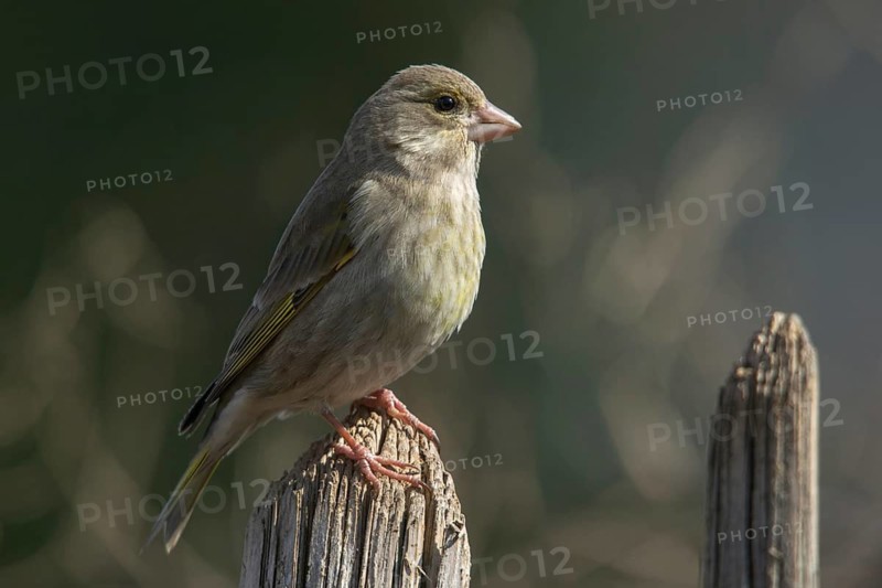 Carduelis chloris, chloris chloris, greenfinch, greenfinch, greenfinch, birds, female, garden, garden fence, passeri, songbirds, birds, female