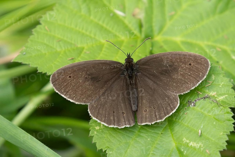 Ringlet butterfly (Aphantopus hyperantus) adult insect resting on a Bramble leaf in summer, Suffolk, England, United Kingdom