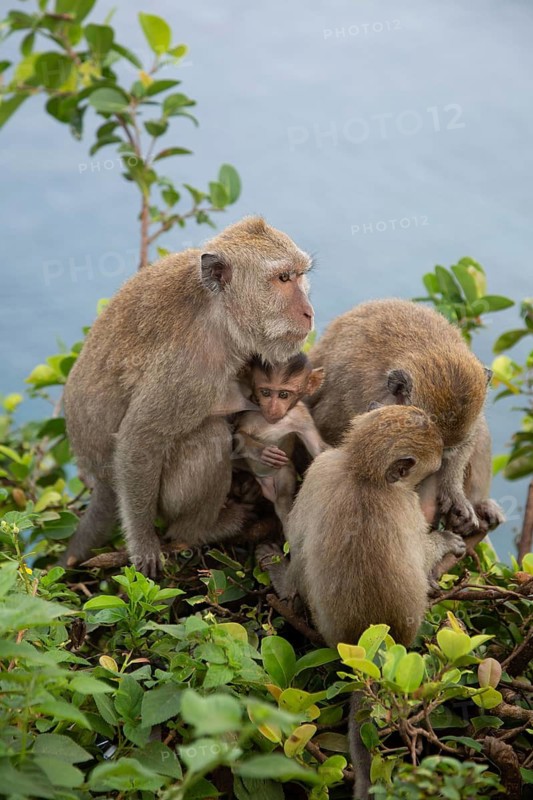 Three monkeys amidst dense greenery – two large ones and one smaller one – displaying protective behaviour: crab-eating macaques (Macaca fascicularis) in Nusa Penida, Bali, Indonesia