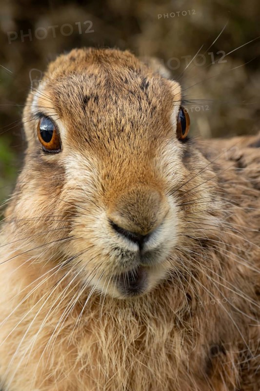 European brown hare (Lepus europaeus) adult animal head portrait, England, United Kingdom