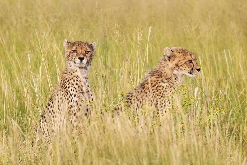 Cheetah (Acinonyx jubatus). Two cubs. Siblings. Kalahari Desert, Kgalagadi Transfrontier Park, South Africa