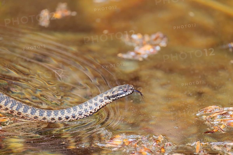 A common European adder (Vipera berus) covered in pollen swims in the pollen-covered water of a small pond on a sunny day. Tongue out. Bavaria, Germany