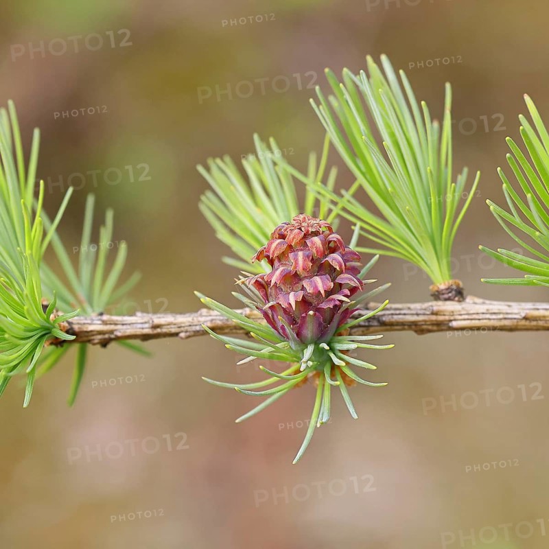 Female flowers of larch (Larix decidua), growing into cones, close-up, spring, Wilnsdorf, North Rhine-Westphalia, Germany