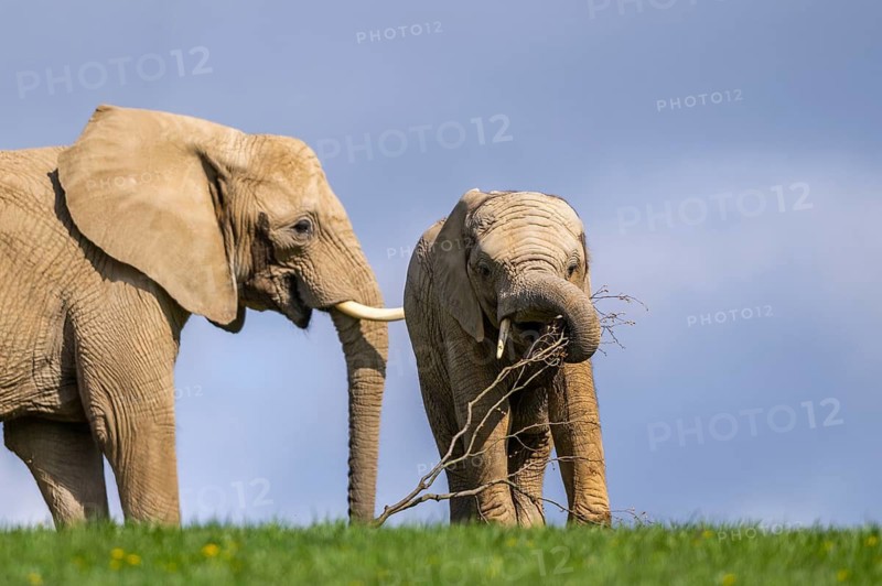 African bush elephant (Loxodonta africana) mother with calf (youngster) standing on a meadow, captive, distribution Afrika