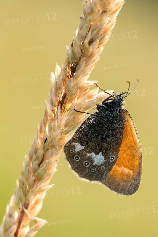 Chestnut heath, coenonympha glycerion, rust-brown meadowbird, red-brown meadowbird, butterfly, high size, portrait format, insects, butterfly, butterflies