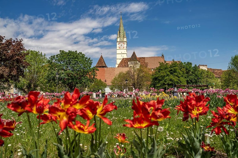 Spring flowers in Regele Ferdinand I Park and St. Margaret's Church in Medias or Medias, Transylvania, Romania