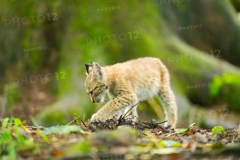Eurasian lynx (Lynx lynx) youngsters (cub) standing in a forest, Bavaria, Germany
