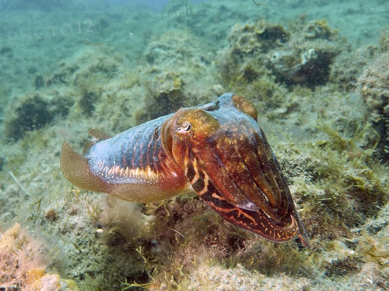 A common cuttlefish (Sepia officinalis) swims over an algae-rich seabed in clear water, at the El Cabron Marine Reserve dive site, Arinaga, Gran Canaria, Spain, Europe, Atlantic Ocean