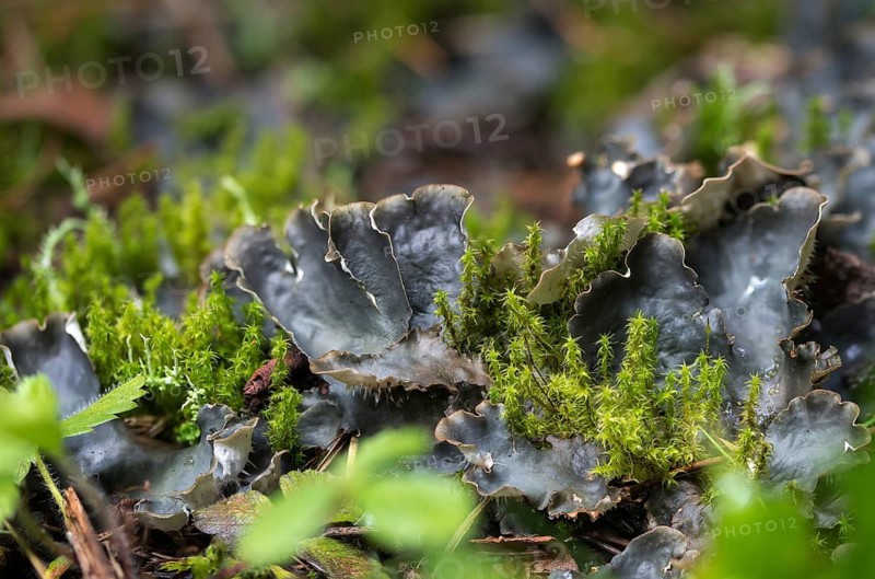 Dog tooth lichen, lichen, smooth leaf lichen, peltigera hymenina, peltigera lactucifolia sensu, pleurozium Schreberi, rhytidiadelphus squarrosus, lettuce tortoise, lichen
