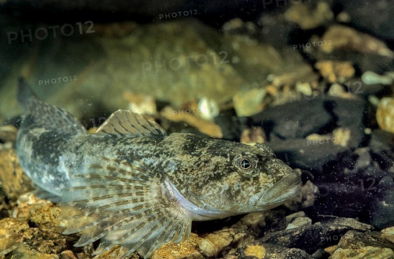 Bullhead, Cottus Gobio, European Bullhead, Millers Thumb, Mühlkoppe, Westgroppe, Camouflage, Common Bullhead, Fish, Fishes, Rivers, Freshwater Sculpin, Pisces, Camouflage