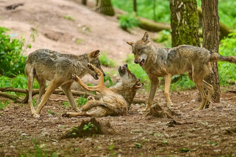 Wolves communicating in the forest, one is lying playfully on the ground. Wolf (Canis lupus), Germany
