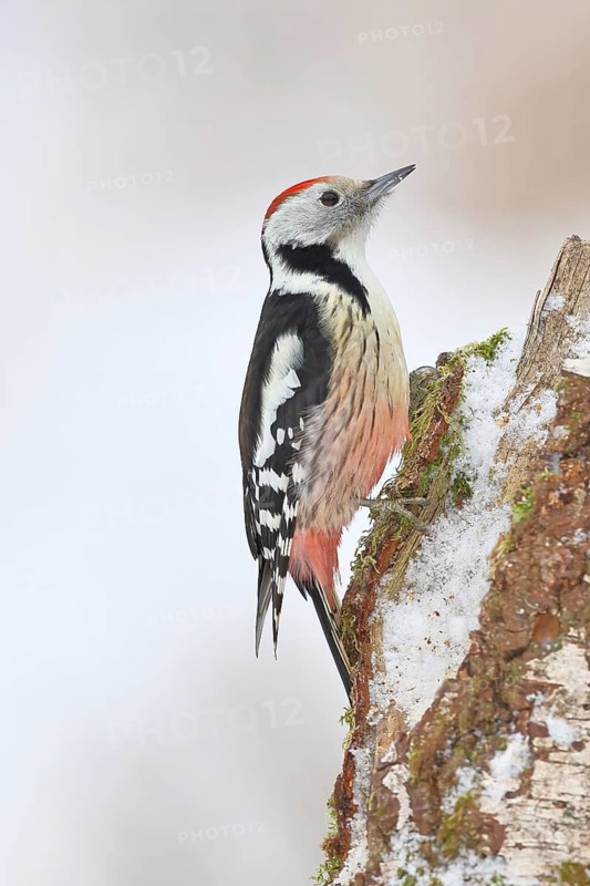 Middle Spotted Woodpecker (Dendrocopos medius) foraging on the trunk of a grey birch (Betula populifolia) in winter, Wilnsdorf, North Rhine-Westphalia, Germany