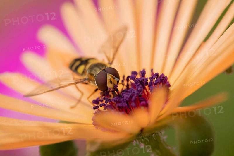Common hoverfly (Eupeodes corollae) adult insect feeding on a garden daisy flower in summer, Suffolk, England, United Kingdom