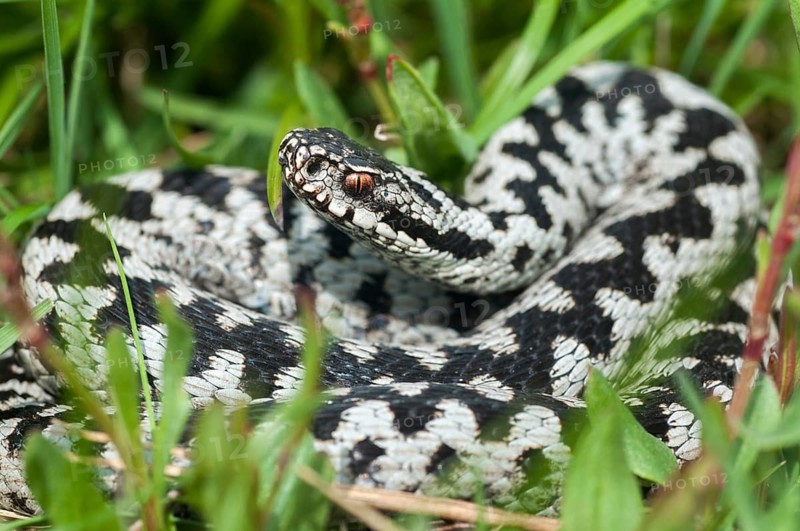 European adder, European viper, venomous snake, vipera berus, critters, poisonous reptiles, male, reptilia, reptiles, snakes, snakes