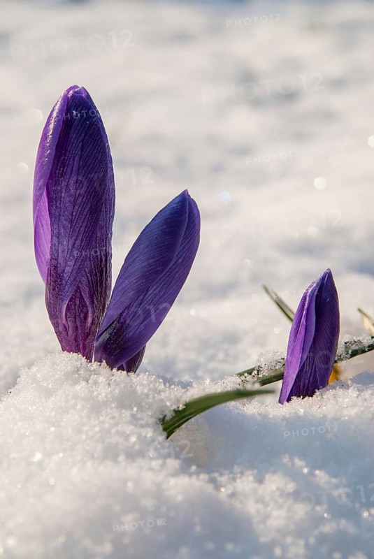 Crocus hybrid, crocus, flora, spring, high size, portrait, plants, snow, snow, spring