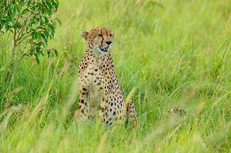 A cheetah sits in the grass and appears to be smiling, surrounded by lush vegetation, cheetah (Acinonyx jubatus), Masai Mara National Reserve, Narok County, Kenya