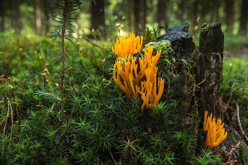 Golden yellow coral, golden yellow goatbeard, coral, orange coral mushroom, ramaria aurea, fungi, fungi, mushrooms