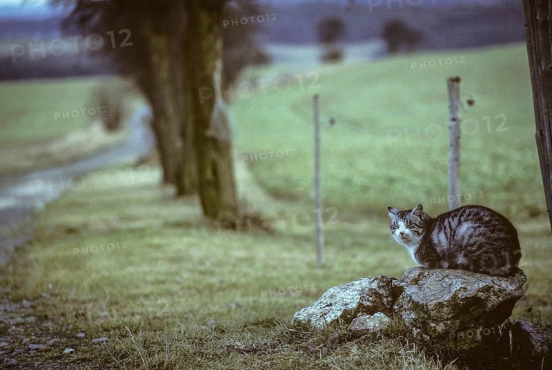 Carnivora, Felis Silvestris forma catus, domestic cat, predators, cat, domesticated animals, pet, high size, portrait format, cat, mammals, raptors, mammals