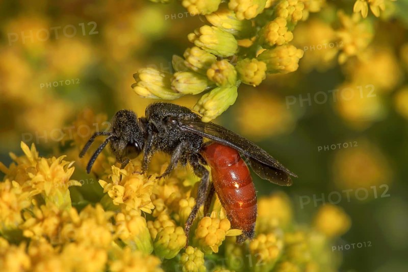 A blood bee (Specodes sp.) with a red body is resting on a flower of Solidago canadensis, surrounded by other yellow flowers, Baden-Württemberg, Germany