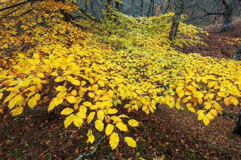 European beech (Fagus sylvatica) in autumn colours, Aviemore, Scotland, Great Britain