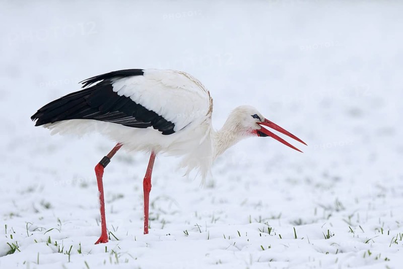White Stork (Ciconia ciconia) foraging in snow, North Rhine-Westphalia, Germany