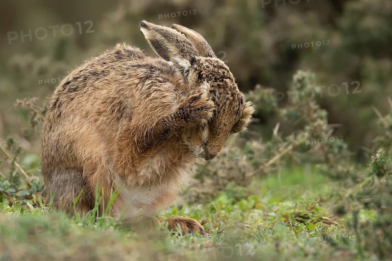 European brown hare (Lepus europaeus) adult animal washing its face in grassland, England, United Kingdom
