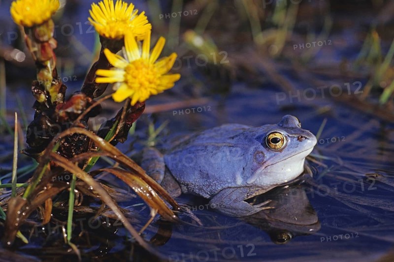 Blue male moor frog during spawning season, Germany, Federal Republic of Germany