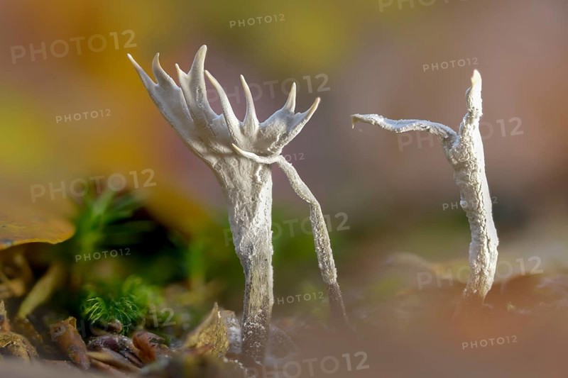 Antler-shaped wooden club, wooden club, xylaria hypoxylon, candlesnuff fungus, candlestick fungus, carbon antlers, fungi, fungus, Stag's horn fungus
