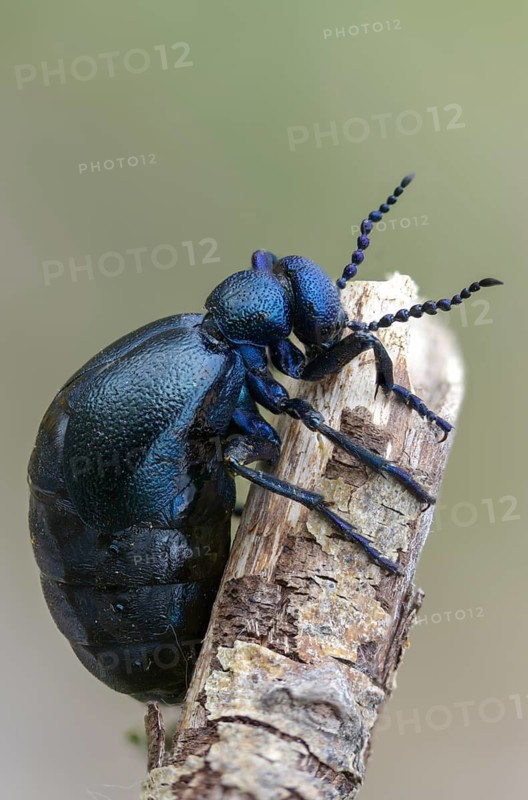 Blue mayworm, meloe cf violaceus, meloe violaceus, meloid beetle, purple oil beetle, beetle, coleoptera, high size, portrait format, insects, beetles, oil beetle, oil beetle