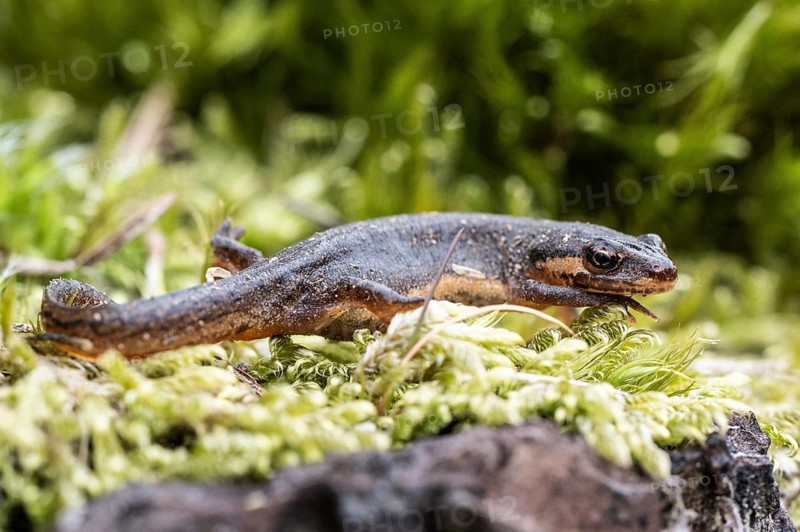 Pond newt (Lissotriton vulgaris), Emsland, Lower Saxony, Germany