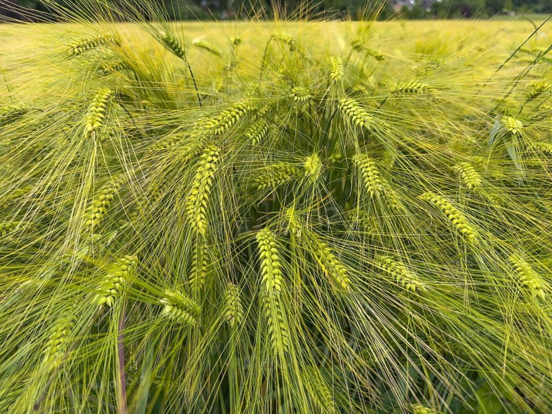 Wide-angle close-up of barley (Hordeum vulgare) in a large field, plant species from the sweet grass family, Germany
