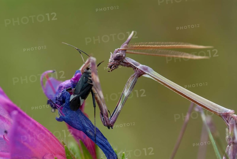 Empusa pennata, crested mantis, Conehead mantis, Extremadura, mantis, insects, Spain