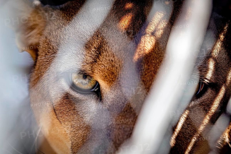 A cat peering through a mesh fence, with striped fur, in the shade, a mountain lion or Cougar in an enclosure in Petrolina, Brazil (Cougar concolor)