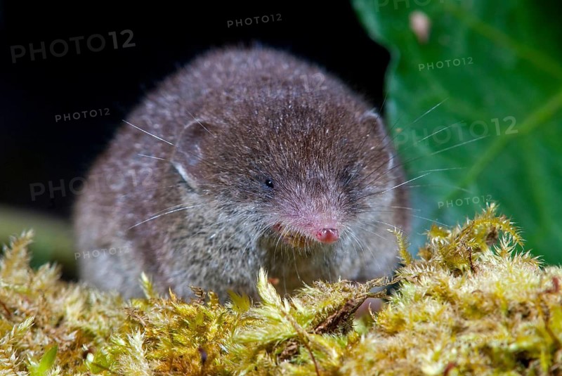 Crocidura Russula, Greater White-Toothed Shrew, House Shrew, Insectivora, Insectivora, Mammals, Shrew, Mammals