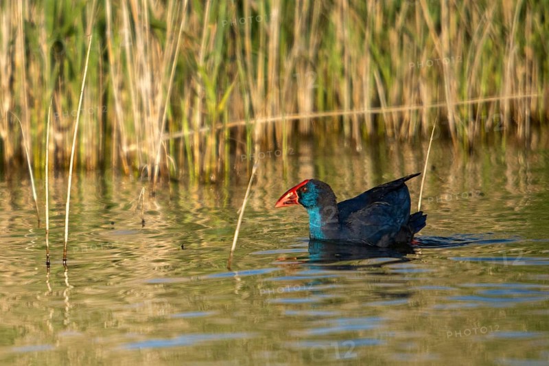 Granelli, Italy, Pantano Cuba lagoon, Pantani Cuba and Longarini, porphyrio porphyrio, purple gallinule, purple swamps, purple grouse, migratory bird sanctuary Pantani Cuba & Longarini, birds, gruiformes, Italy, crane birds, rails, rallidae, Sicily, foundation pro biodiversity, sultana bird, birds