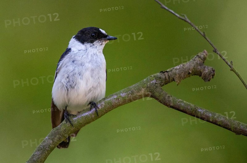 Collared flycatcher, ficedula albicollis, collared snapper, birds, passeri, songbirds, birds