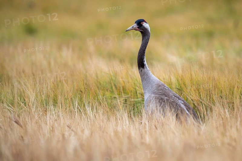 A crane (Grus grus) in a cornfield, Goldenstedt, Lower Saxony, Germany