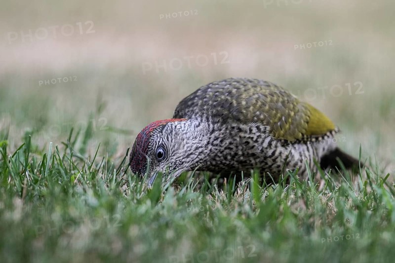 Young green woodpecker (Picus viridis), Emsland, Lower Saxony, Germany