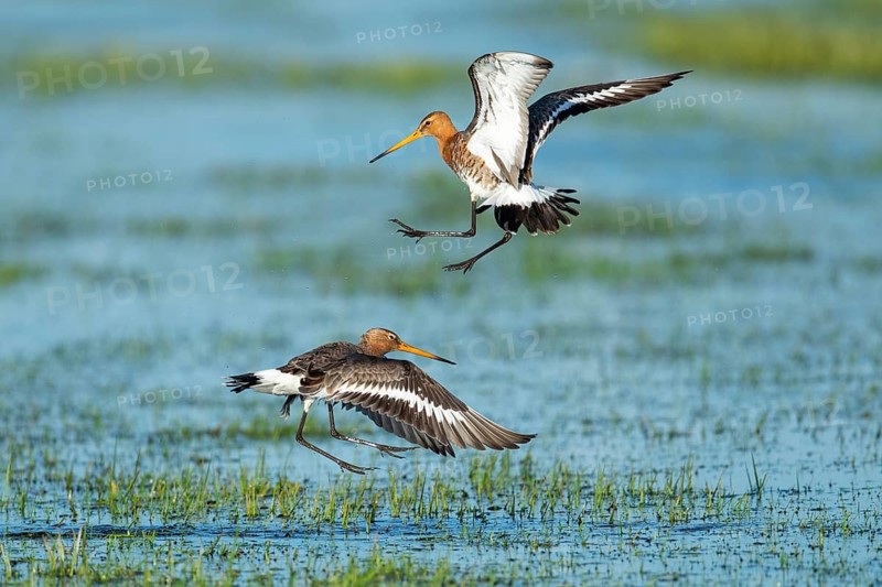 Black-tailed godwits (Limosa limosa) squabbling in flight in a wet meadow, Oldenburg Münsterland, Huede, Lower Saxony, Germany