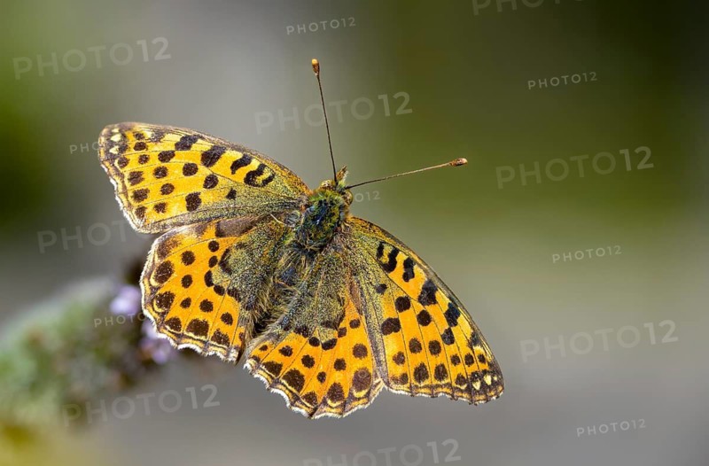 Argynnis Lathonia, Issoria Lathonia, Little Mother of Pearl Butterfly, Queen of Spain Fritillary, Butterfly, Insects, Butterflies, Butterflies
